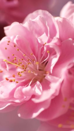 sakura, 4k, HD wallpaper, pink, spring, flower (vertical)