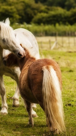 Horse, Pony (vertical)