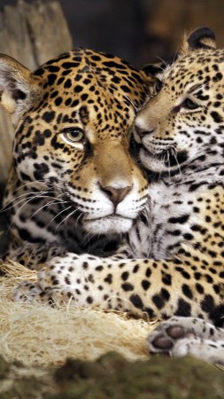 little jaguar, young jaguar, wild, cat, face (vertical)