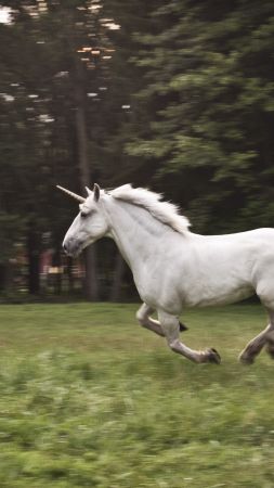 unicorn, horse, nature, white (vertical)