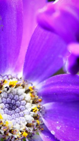 bee, 4k, HD wallpaper, purple, flower, yellow, insects (vertical)