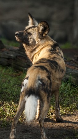 Wild dog, African wild dog, sun, sunny day, predator, fur, wild, green grass (vertical)