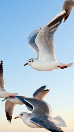 gull, sky, seagulls (vertical)