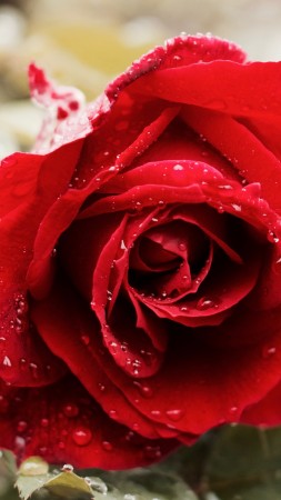 rose, 5k, 4k wallpaper, red, spring, flower (vertical)