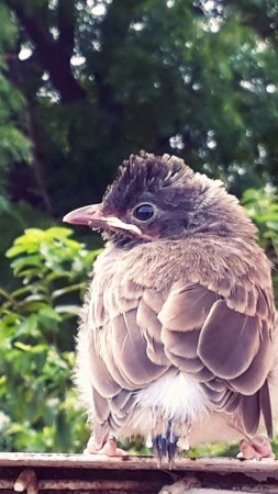 baby bird, cute (vertical)