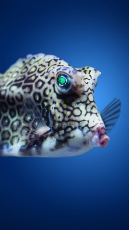 Boxfish, cowfish, Atlantic, Indian, Pacific, ocean, underwater, fish, blue water, diving, tourism, World's best diving sites (vertical)