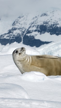 Crabeater seal, sea calf, Antarctica, snow, sunny day, animal, smile (vertical)
