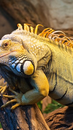 Iguana, Green Iguana, San Diego, USA, zoo, reptile, tourism (vertical)