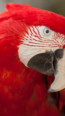 Macaw parrot, tropical bird, red (vertical)