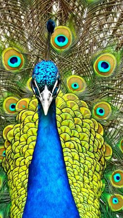 Peacock, feathers (vertical)