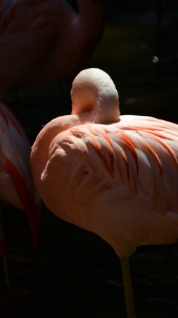 Flamingo, Sun Diego, zoo, bird, red, plumage, tourism, pond (vertical)