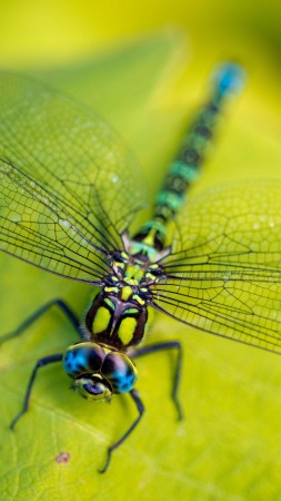 Dragonfly, leaves, wings, green, insect, macro, nature (vertical)