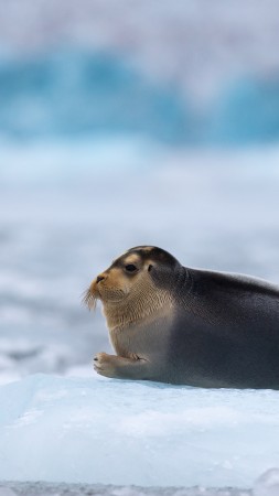 Bearded Seal, Arctic, Pacific, Ocean, Hudson Bay, ice, blue, white, water, tourism (vertical)