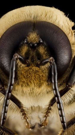 Bee, wasps, bumblebee, macro, insect, eyes, wings, black background (vertical)