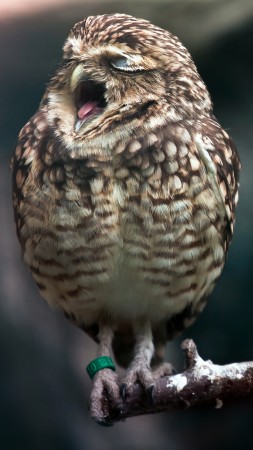 Owl, cute animals (vertical)