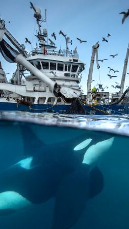 2016 Wildlife Photography finalist, whale, boat, birds, Norway, Ocean, underwater (vertical)