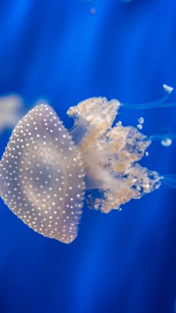 Sea Nettle, 4k, 5k wallpaper, 8k, Jellyfish, medusa, Genoa Aquarium, Italy, blue, water, underwater, aquarium, diving, tourism (vertical)