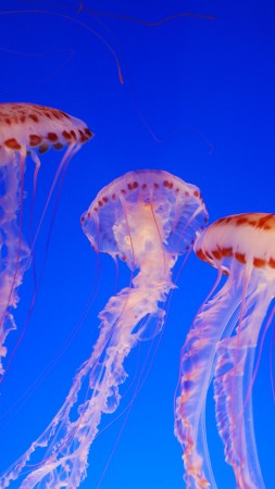 Nettle, 4k, 5k wallpaper, Jellyfish, medusa, Pacific Sea, blue, water, diving, tourism, Colorful, sealife, underwater, World's best diving sites (vertical)