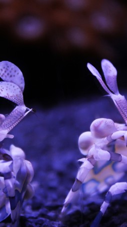 Harlequin Shrimp, Seattle Aquarium, USA, underwater, diving, tourism, water, purple, World's best diving sites (vertical)