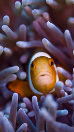 Clownfish, 5k, 4k wallpaper, Gili, Island, Bali, indian, pacific, underwater, diving, tourism, orange, sealife, sea, ocean, World's best diving sites (vertical)