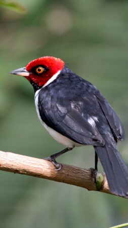 Paroaria gularis, South America, Red capped Cardinal, bird, eyes, nature, green, tourism (vertical)