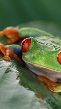 Tree frog, Costa Rica, green, orange, tropical, exotic, travel, tourism, frog, poison (vertical)
