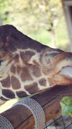 Giraffe, Jacksonville Zoo, animal, tourism, nature, close-up (vertical)