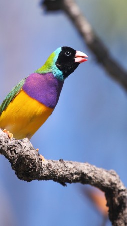 Gouldian finch, bird, Australia, colorful, branch, sky, blue, yellow, nature, animal (vertical)
