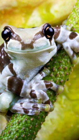 Frog, branch, exotic, white, green, eyes, reptiles, animal, nature (vertical)