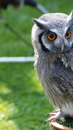 Owl, Bird of Pray, Antarctica, bird, nature, green, eyes, grey, animal (vertical)