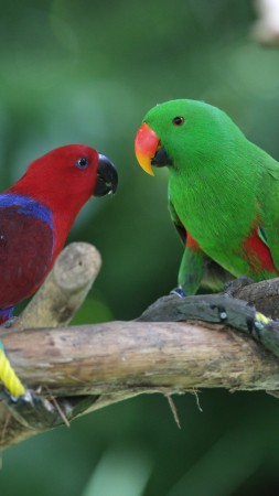 Amazon parrot, Antilles island, bird, green, red, nature, tourism, branch, animal (vertical)
