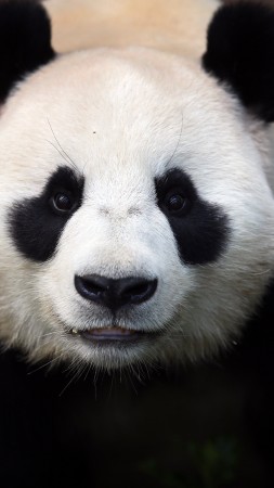 Сhina panda, bears, China, animal, zoo, black, white, eyes, wild, nature (vertical)