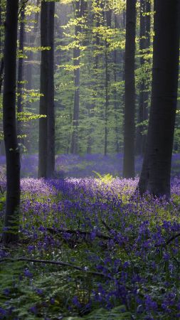 forest, bluebell, sunlight, spring, Halle, Belgium, 4k, 5k (vertical)