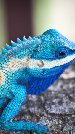 Lacerta viridis, Blue iguana, tree, nature, reptiles, animal, lizard (vertical)