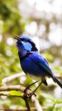 Cafe Poet, Australia, bird, blue, nature, green, animal, blue, eyes, branch (vertical)