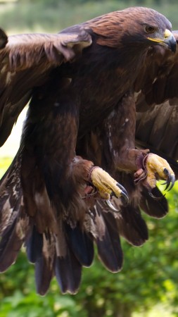 Golden Eagle, Mexico, bird, animal, nature, wings, brown, green grass, tourism (vertical)