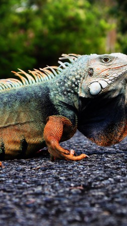 Iguana, Puerto Rico, reptiles, green, nature, lizard, animal, tourism (vertical)