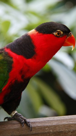 Parrot, Jurong Bird Park, tourism, bird, animal, nature, red, green (vertical)