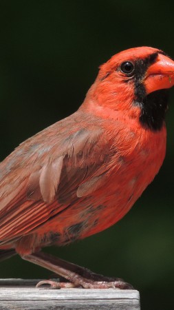 Northern Cardinal, Columbia, red, bird, animal, tourism, black background, nature (vertical)