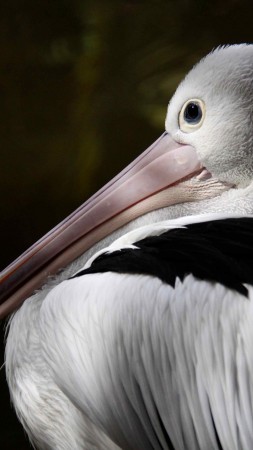 Australian pelican, New Guinea, close-up, white, gray, bird, animal, nature, tourism (vertical)