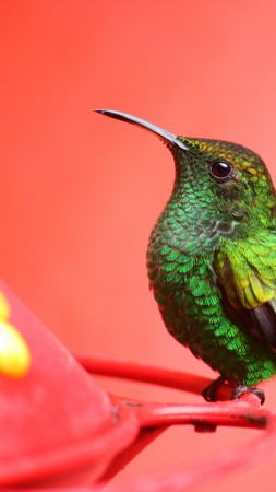 Bird, 5k, 4k wallpaper, green, pink, eyes, exotic, tropical, nature (vertical)