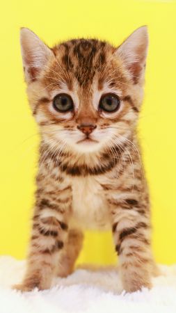 kitten, cat, cute, 5k (vertical)