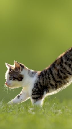 kitten, cat, cute, 4k (vertical)