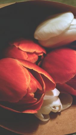 love image, tulips, 4k (vertical)