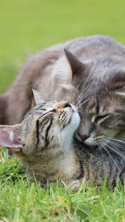 love image, cats, HD (vertical)