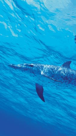 dolphin, underwater, 4k (vertical)
