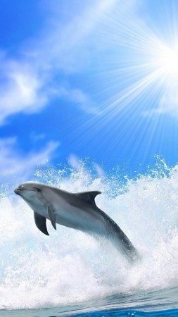 dolphin, ocean, 4k (vertical)