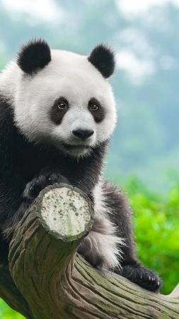 panda, cute animals, 4k (vertical)