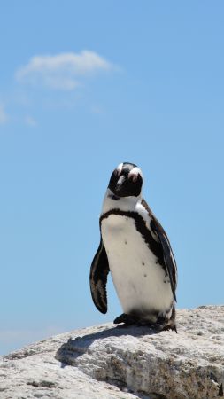 penguin, sky, 4k (vertical)