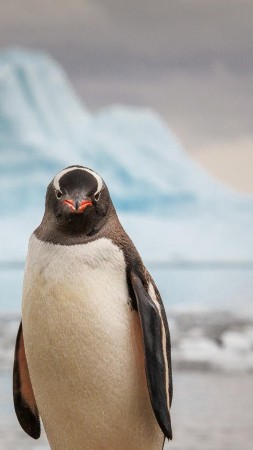 penguin, 4k (vertical)